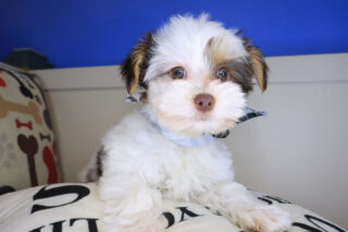 Tedd Morkie 01