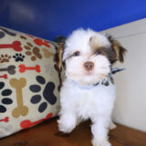 Tedd Morkie 02