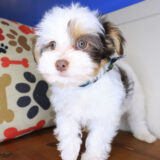 Tedd Morkie 04