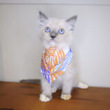 Tia Ragdoll 01