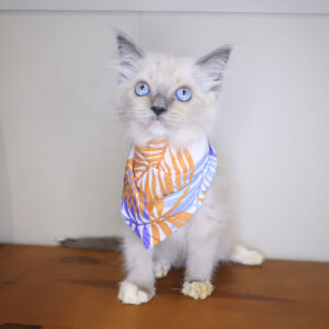 Tia Ragdoll 01