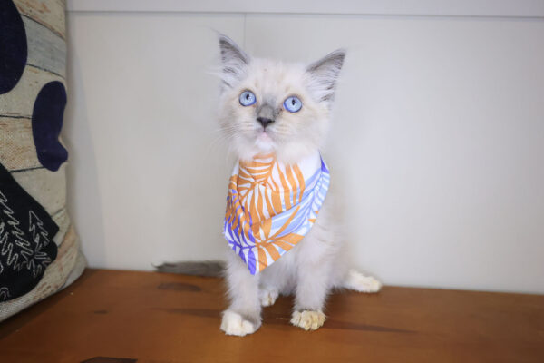 Tia Ragdoll 01