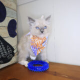 Tia Ragdoll 02