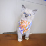 Tia Ragdoll 03