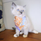 Tia Ragdoll 04