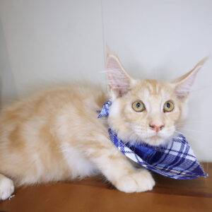 Titan Maine Coon 01