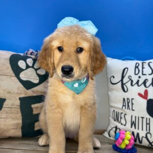 Venus Golden Retriever 01