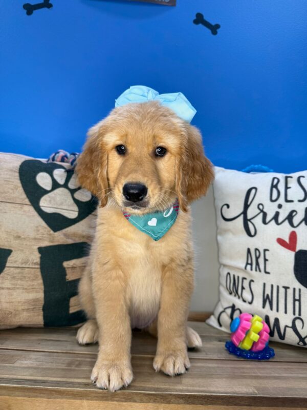 Venus Golden Retriever 01