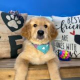 Venus Golden Retriever 02