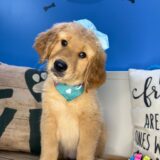 Venus Golden Retriever 03