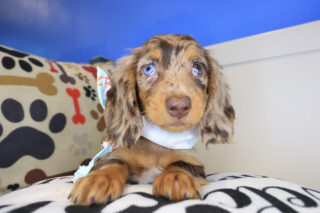 Vespera Dachsund 01