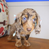Vespera Dachsund 03