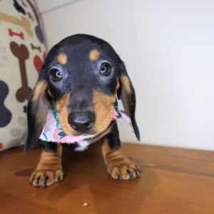 Vicki Dachshund 01