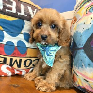 Wookiee Cavapoo 01