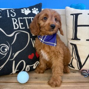Xavier Mini Goldendoodle 01