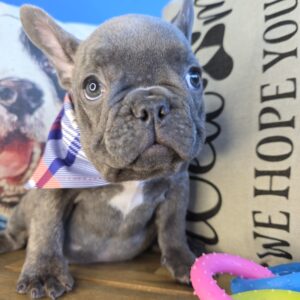 Yoda French Bulldog 01