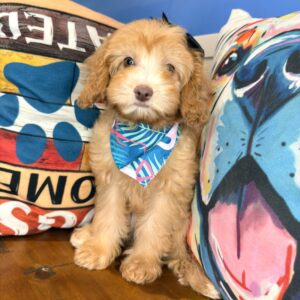 Yuma Cavapoo 01