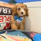 Yuma Cavapoo 02