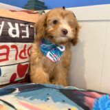 Yuma Cavapoo 04