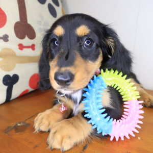 Yuna Dachshund 01