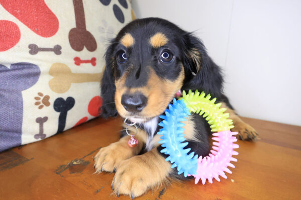 Yuna Dachshund 01