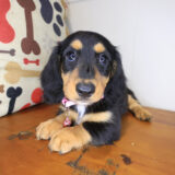 Yuna Dachshund 02