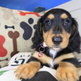Yuna Dachshund 03
