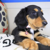 Yuna Dachshund 04