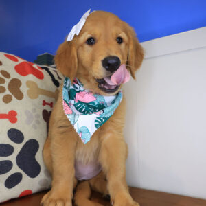 Yuna Golden Retriever 01