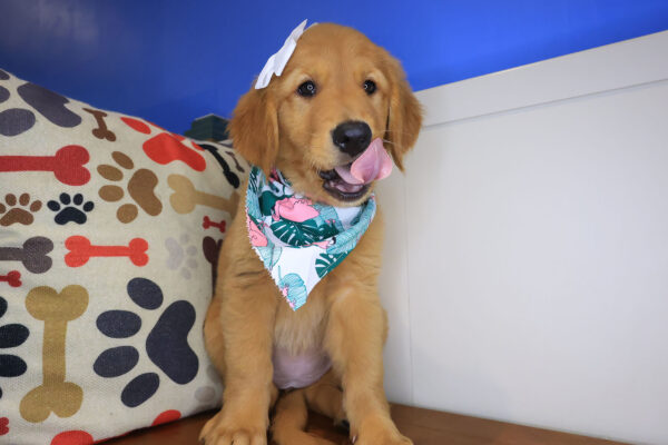 Yuna Golden Retriever 01