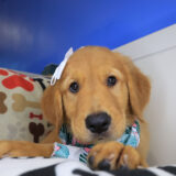 Yuna Golden Retriever 02