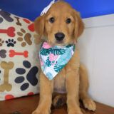 Yuna Golden Retriever 03