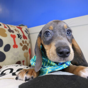 Zag Dachsund 01