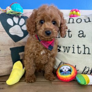 Ace Cavapoo 01
