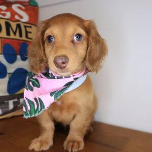 Adike Dachshund 01