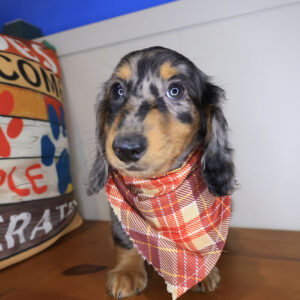 Andre Dachshund 01 Andre Dachshund 01