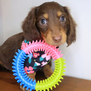 Asteria Dachshund 01