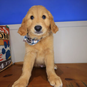 Austin Golden Retriever 01