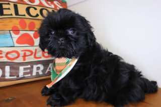 Avery Shih Tzu 01