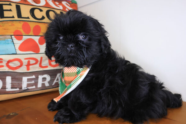 Avery Shih Tzu 01
