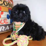 Avery Shih Tzu 02