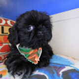 Avery Shih Tzu 03