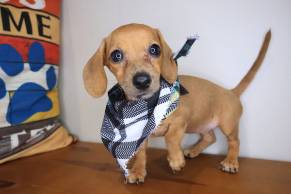 Aviva Dachshund 01