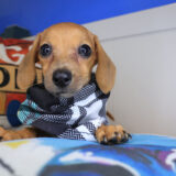 Aviva Dachshund 02
