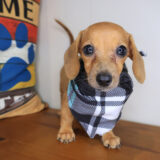 Aviva Dachshund 03
