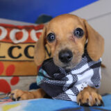 Aviva Dachshund 04