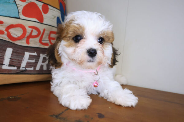 Bibi Teddy Bear 01