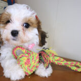 Bibi Teddy Bear 04