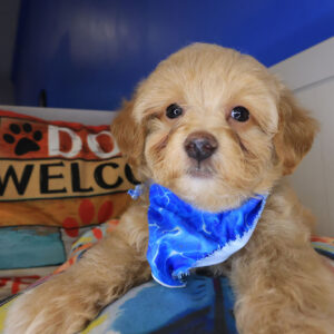 Biscuit Maltipoo 01