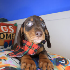 Blink Dachshund 01 Blink Dachshund 01